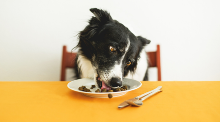 The Ultimate Guide to Choosing the Right Pet Food for Your Furry Friend