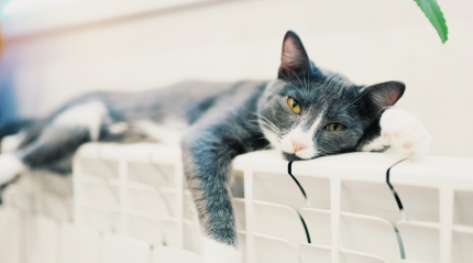 Navigating the Complex World of Home Heating Systems: A Comprehensive Guide